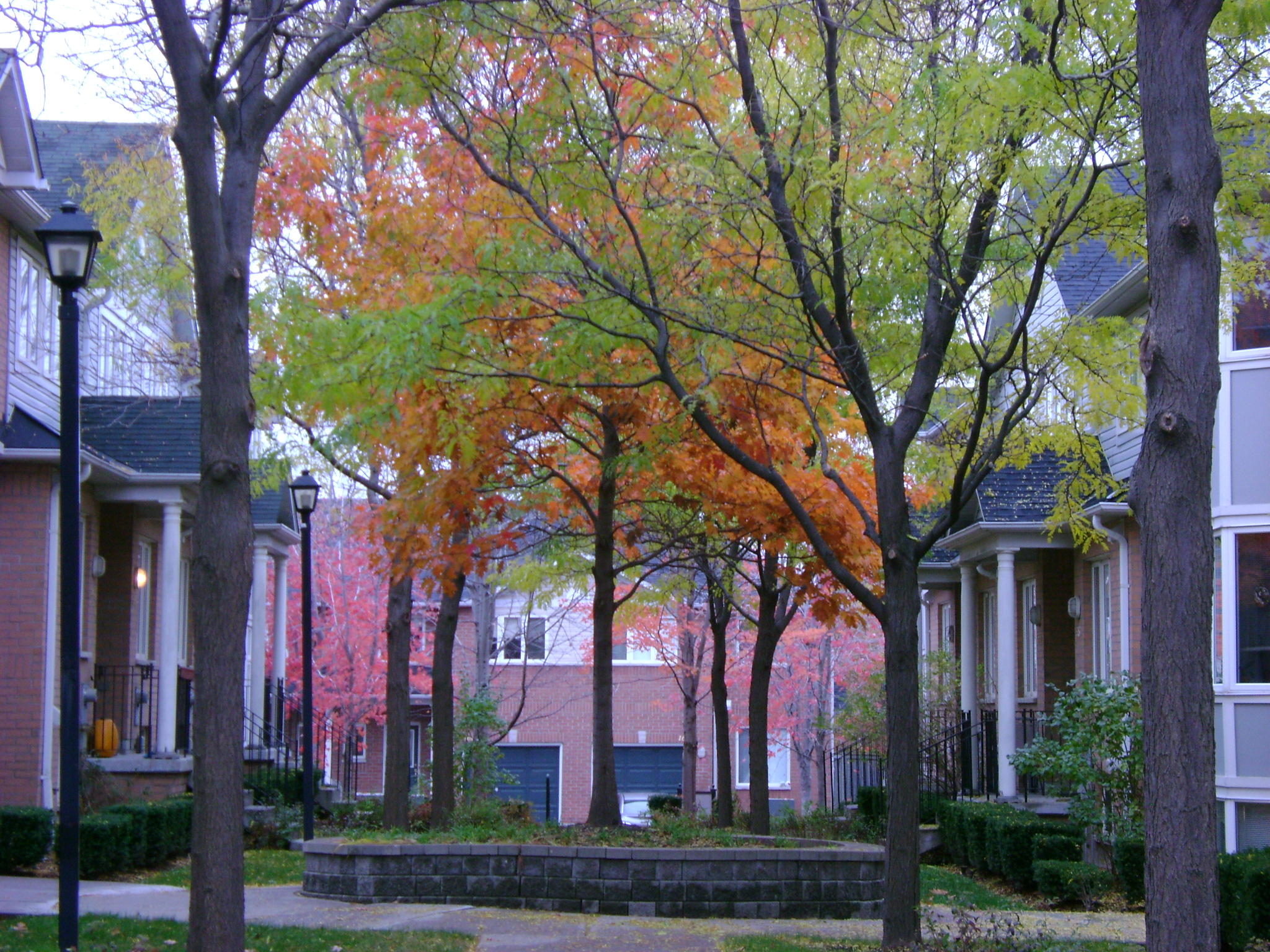 COLOURFUL TREES